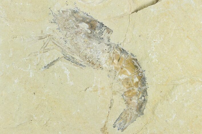 Cretaceous Fossil Shrimp - Lebanon #123986